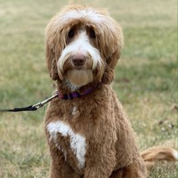 Carol - Goldendoodle