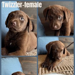 Chesapeake Bay Retriever and German Shorthaired Pointer Puppies from North Wind Gundogs