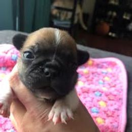 French Bulldog and Miniature Bull Terrier Puppies from Dogs of Dyhar