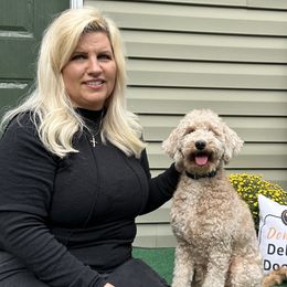 snowflake - Goldendoodle