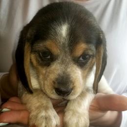 Athena - Black tan and white female Beagle puppy in Peculiar, Missouri from At home