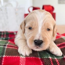 G.I. Joe - Apricot male Goldendoodle puppy in Sterling, Illinois from Charley's Goldendoodles