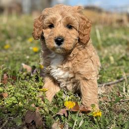 Willie - Apricot male Goldendoodle puppy in Nortonville, Kentucky from Deb’s KY Doodles