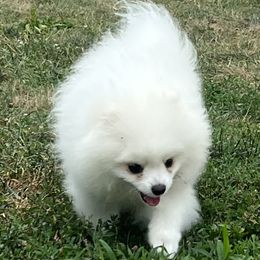 Pomeranian puppies from Pom paws over gardens