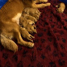 Female - Dark golden female Golden Retriever puppy in Garland, Texas from RFGoldens
