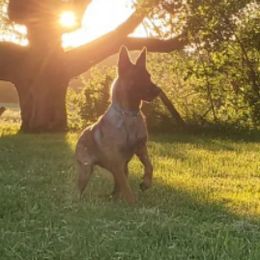Belgian Malinois and xDutch Shepherds from Shellback k9