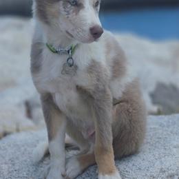 Legend - Border Collie