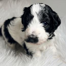 Sprinkle black and white - Black and white female Aussiedoodle puppy in Clarkston, Washington from Doodle & Poodle Palace