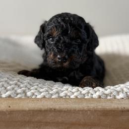 Phantom Male- Waffle - Phantom male Bernedoodle puppy in Modesto, California from Central Valley Canine Companions