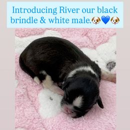 Boy 3 - Brindle and white male Shih Tzu puppy in Goodyear, Arizona from Arizona Sunrise Shih Tzus