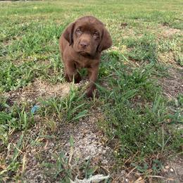 Green - Chocolate male Labrador Retriever puppy in Newton Grove, North Carolina from Wayalife Labradors & Gsp’s