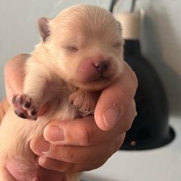 Puppy1 - Cream male Pomeranian puppy in Queen Creek, Arizona from Perfect Poms