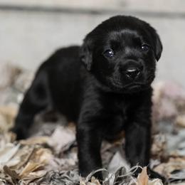 Golden Retriever and Labrador Retriever Puppies from Dublin Rise