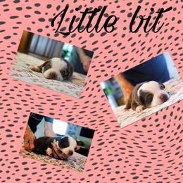 Little bit - Red female Miniature Australian Shepherd puppy in Queen Creek, Arizona from Jaylee's Miniature Australian Shepherds