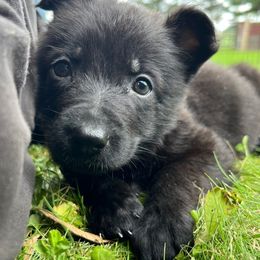Petunia - Black female German Shepherd puppy in New Holstein, Wisconsin from Bolwerk’s 3B Acres
