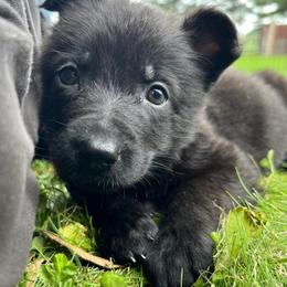 Petunia - Black female German Shepherd puppy in New Holstein, Wisconsin from Bolwerk’s 3B Acres