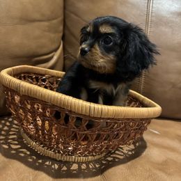 Girl 1 - Black and tan female Cavalier King Charles Spaniel puppy in Blanding, Utah from Red Desert Cavalier’s