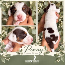 Penny - Chocolate and tan female Dachshund puppy in Kemp, Texas from Koli Acres