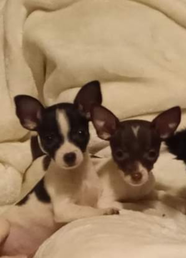 Oreo - Boy 1 - Black and white Chihuahua puppy in Benton, Arkansas from Furever Friends