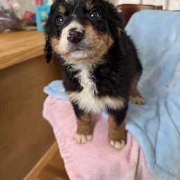 Xander - Black tri-color male Aussiedoodle puppy in Lowville, New York from Adirondack Labradoodles