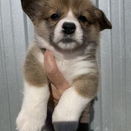 Pink Collar Female - Red female Pembroke Welsh Corgi puppy in Victoria, Texas from Clear Creek Corgis