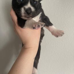 Siberian Husky Puppies from OAZS Pups