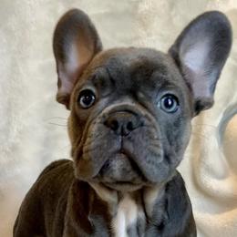 French Bulldogs from Kellysbulldogs