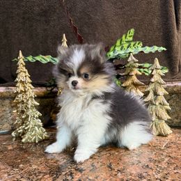 Presley - Tri-colored female Pomeranian puppy in San Jacinto, California from Savvypomeranians
