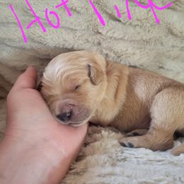Hot pink collar - Golden female Golden Retriever puppy in Brush Prairie, Washington from Paradise Peaks