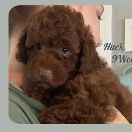 HuckFinn - Poodle