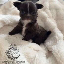 Chihuahua Puppies from Dreamy Divine Chihuahuas