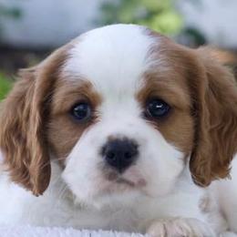 Cavalier King Charles Spaniels from Amber Field Cavaliers