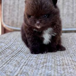 Yam - Chocolate male Pomeranian puppy in Canandaigua, New York from Fingerlakes Pomeranians