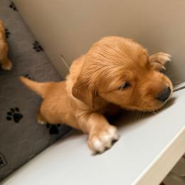 Golden Retriever Puppies from Greenridge Kennels