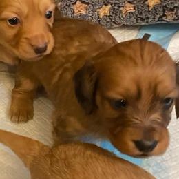 Duffy soft wire hair - Red male Dachshund puppy in Elizabethtown, Kentucky from Teeny Tiny Puppy Tails