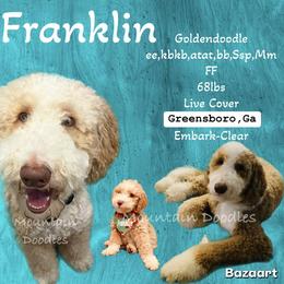 Franklin - Goldendoodle