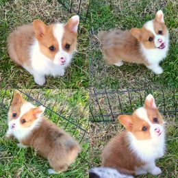 Australian Cattle Dog and Pembroke Welsh Corgi Puppies from Heelers in Texas