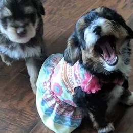 Aussiedoodles from Aussiedoodle Dandy