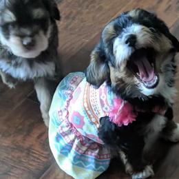 Aussiedoodles from Aussiedoodle Dandy