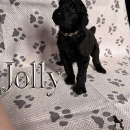 Jolly - Black male Poodle puppy in Nederland, Texas from Lingo Standard Poodles