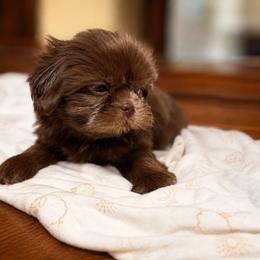 Puppy 1 - Chocolate and tan male Shih Tzu puppy in Downey, California from Cali shih tzu