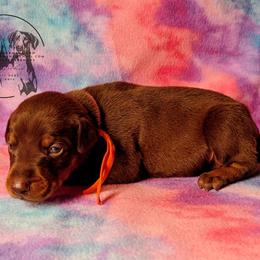 Orange Collar Male 5 - Latte x Rogue - Red and rust male Doberman Pinscher puppy in Spencer, Indiana from Jackson's Dobermans