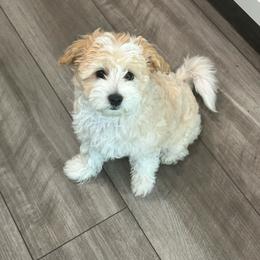 Ruby - Apricot female Poodle puppy in Florence, South Carolina from Karen’s precious poodles and doodles