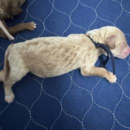 Goldendoodle Puppies from Crystal Romero