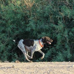 German Shorthaired Pointers from Hunting Son's Pointers