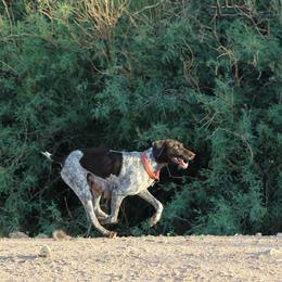 German Shorthaired Pointers from Hunting Son's Pointers