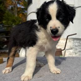 Boy 1 - Black tri male Miniature Australian Shepherd puppy in Potosi, Missouri from Red Hawk Ranch