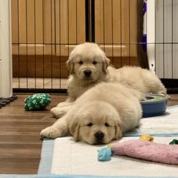 Golden Retriever Puppies from Caliber Golden Retriever’s