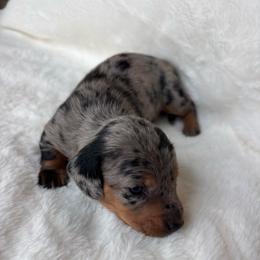 Ollie - Dapple male Dachshund puppy in Humphreys, Missouri from Foster’s Dachshunds