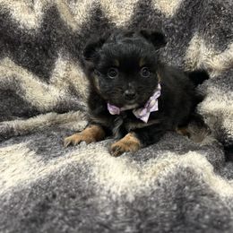 Girl - Black and tan female Pomeranian puppy in Weatherford, Texas from COCO'S POMS AND FRENCHIES
